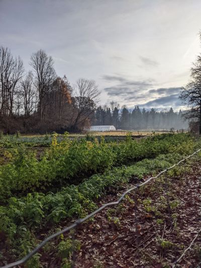 » Solawi Landlmuehl » Anbaufläche der Gärtnerei mit Gewächshaus Besuche die Anbauflächen und das Gewächshaus der Gärtnerei der Solawi Landlmühle in Stephanskirchen
