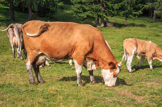 MilchDirekt Weide